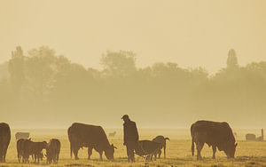 Landwirt mit seinen Kühen