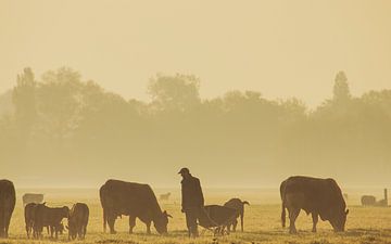 Boer bij zijn koeien