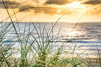 Dune Jutland