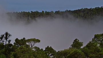 Wolken im Wald, Gran Canaria von Timon Schneider