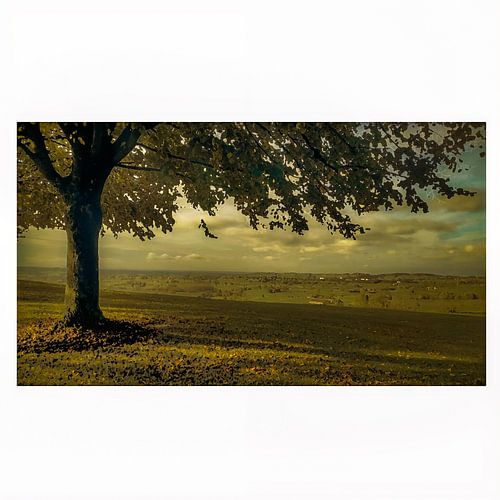 Tree in the frame