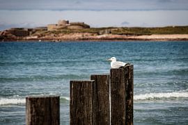 Auf einer Linie III sur Emel Malms