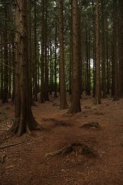 Het statige Speulderbos