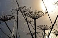Berenklauw in de ochtendmist met spinnenweb met dauwdruppels