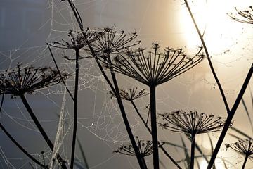 Bärenklaue im Morgennebel mit Spinnweben mit Tautropfen von Trinet Uzun