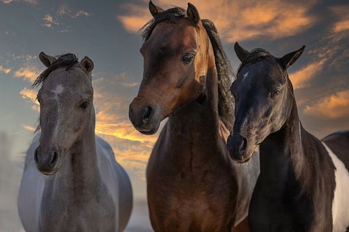 Three stallions on the beach with sunset.