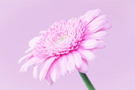 Rosa Traum in voller Blüte von Monique van Helden