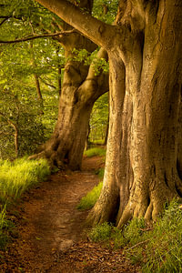 Waldweg im Abendlicht