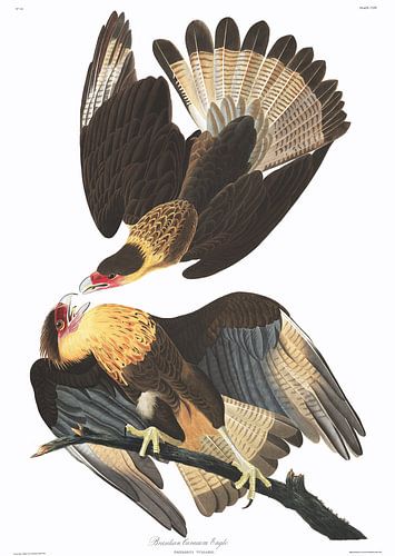 Caracara