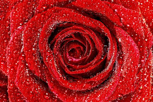 The rose by Frank Heldt