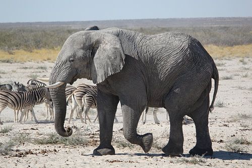 Elephant and zebras in Botswana, Africa