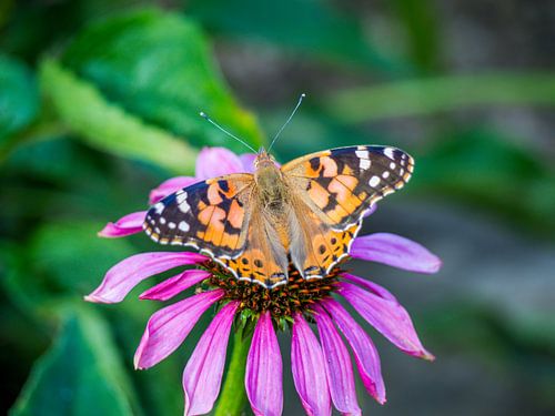 Distelvlinder (Vanessa cardui) op een coniflower