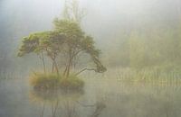 Mystical misty morning at the Diaconate in Oisterwijk
