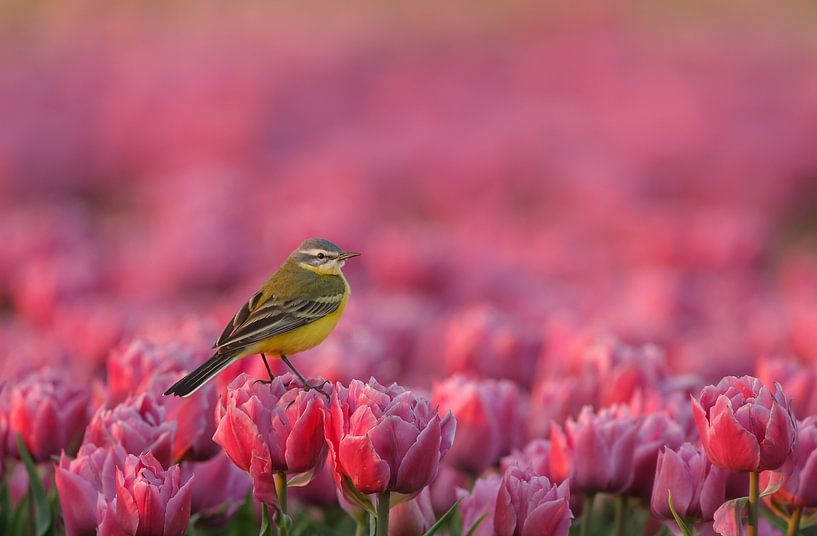 De gele kwikstaart op de tulpen. van Menno Schaefer