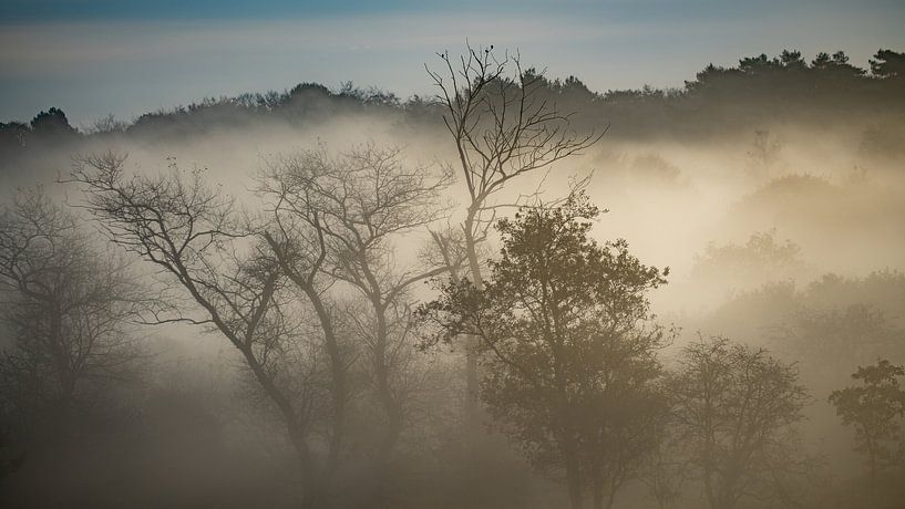 Magisch bos van Dirk van Egmond