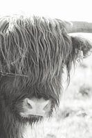 Scottish Highlander | black and white photography | Large Grazers, cow