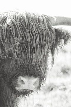 Schotse Hooglander | zwart-wit fotografie | Grote Grazers, koe