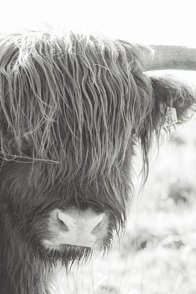 Highlander écossais | photographie noir et blanc | Grands brouteurs, vache par Wandeldingen