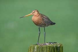 Black-tailed Godwit