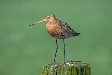 Black-tailed Godwit by Wim Kanis