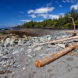 Botanical Beach by Dirk Rüter