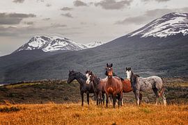 Wildpferde in Patagonien von Marco Rutten