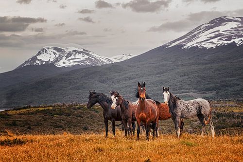 Wildpferde in Patagonien