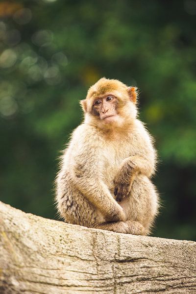 Aapje kijken par Erik Rudolfs