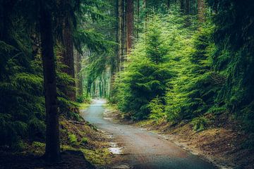 Wanderweg durch grünen Kiefernwald auf der Veluwe von Fotografiecor .nl