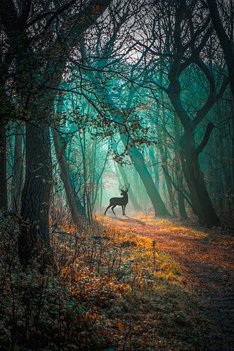 dune forest, deer