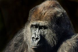 Portrait d'un gorille