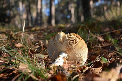 Omgevallen Paddenstoel