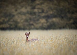 Ree in braun von YvePhotography