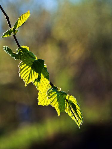 Branche de hêtre dans le contre-jour !