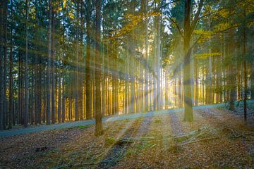 Sonnenlicht im Nadelwald von Denny Gruner