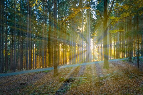 Zonlicht in het naaldbos