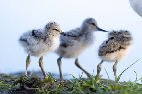 Birds | Young Pied Avocets walking towards mother's wings to warm up