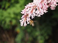 Bzzzzzzz