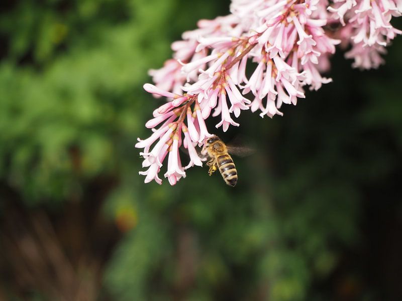 Bzzzzz by Eline Melis