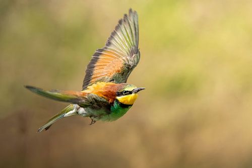 The Bee-Eater