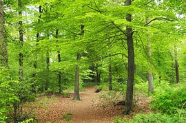 Buchenwald im Frühling von Corinne Welp