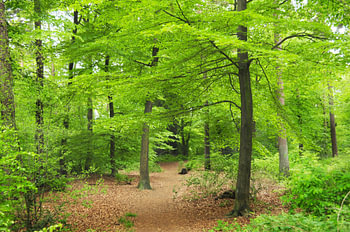Forêt de hêtres au printemps