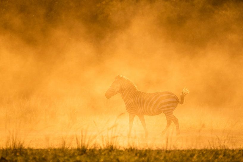 Gouden zebra van Sharing Wildlife