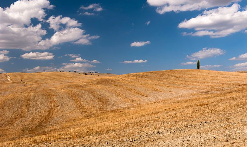 Eenzame Cipres - Toscane - Italie by Jeroen(JAC) de Jong