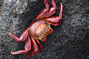 Red crab von Jaap Voets