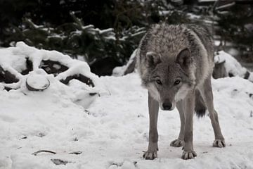 A wolf looks directly at you with its head down — a wolf's gaze; a wheel from a peasant cart lies in by Michael Semenov