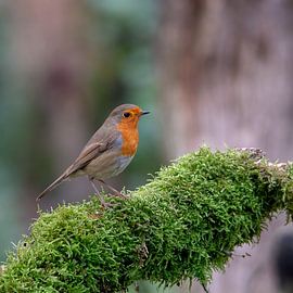 Roodborst op mostak van Yvonne van Leeuwen