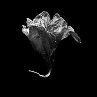 Amaryllis bloem