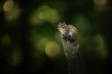 Sibirisches Erdhörnchen von Elles Rijsdijk