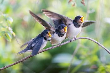 Jonge zwaluwen